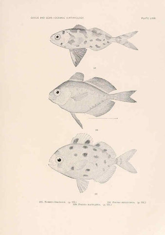 Reproducción/Reproduction 6441794277: Oceanic ichthyology. v.22 atlas. Cambridge, U.S.A. :Printed for the Museum,1896
