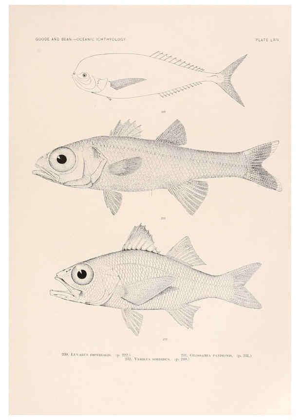 Reproducción/Reproduction 6441794617: Oceanic ichthyology. v.22 atlas. Cambridge, U.S.A. :Printed for the Museum,1896
