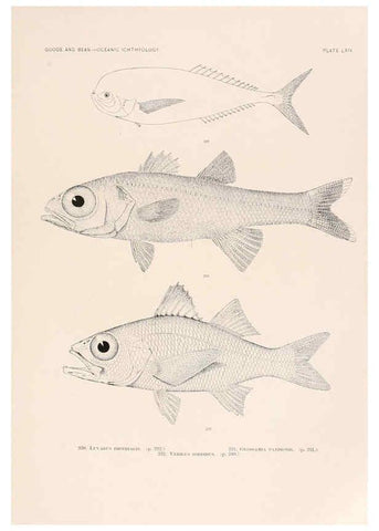 Reproducción/Reproduction 6441794617: Oceanic ichthyology. v.22 atlas. Cambridge, U.S.A. :Printed for the Museum,1896