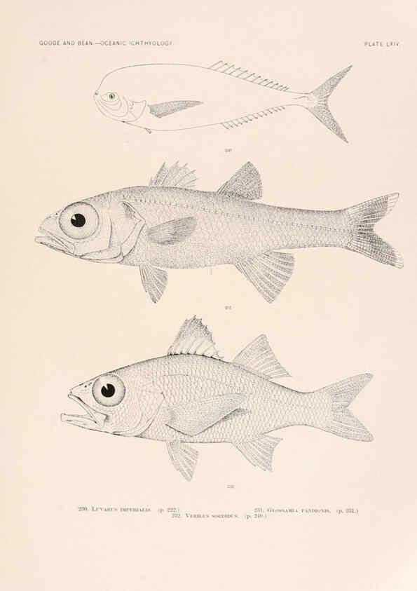 Reproducción/Reproduction 6441794617: Oceanic ichthyology. v.22 atlas. Cambridge, U.S.A. :Printed for the Museum,1896