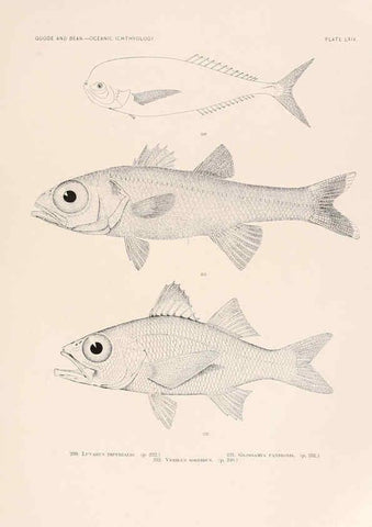 Reproducción/Reproduction 6441794617: Oceanic ichthyology. v.22 atlas. Cambridge, U.S.A. :Printed for the Museum,1896