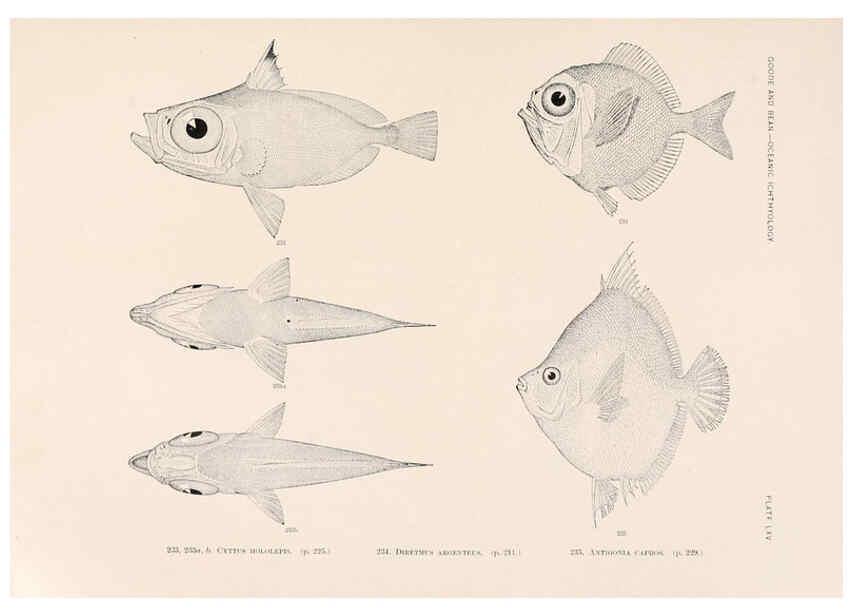 Reproducción/Reproduction 6441794965: Oceanic ichthyology. v.22 atlas. Cambridge, U.S.A. :Printed for the Museum,1896