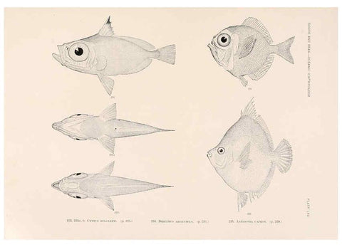 Reproducción/Reproduction 6441794965: Oceanic ichthyology. v.22 atlas. Cambridge, U.S.A. :Printed for the Museum,1896