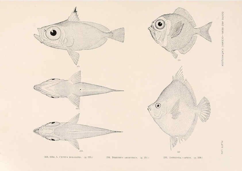 Reproducción/Reproduction 6441794965: Oceanic ichthyology. v.22 atlas. Cambridge, U.S.A. :Printed for the Museum,1896