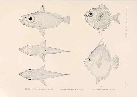 Reproducción/Reproduction 6441794965: Oceanic ichthyology. v.22 atlas. Cambridge, U.S.A. :Printed for the Museum,1896