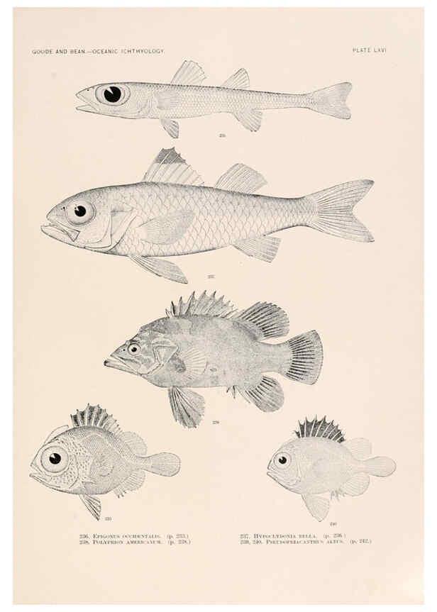 Reproducción/Reproduction 6441795285: Oceanic ichthyology. v.22 atlas. Cambridge, U.S.A. :Printed for the Museum,1896