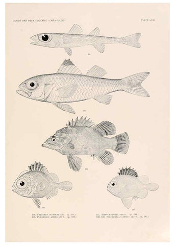 Reproducción/Reproduction 6441795285: Oceanic ichthyology. v.22 atlas. Cambridge, U.S.A. :Printed for the Museum,1896
