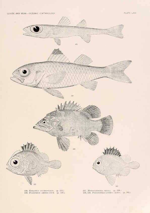 Reproducción/Reproduction 6441795285: Oceanic ichthyology. v.22 atlas. Cambridge, U.S.A. :Printed for the Museum,1896