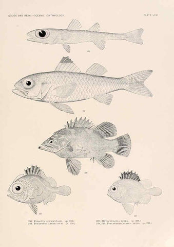 Reproducción/Reproduction 6441795285: Oceanic ichthyology. v.22 atlas. Cambridge, U.S.A. :Printed for the Museum,1896