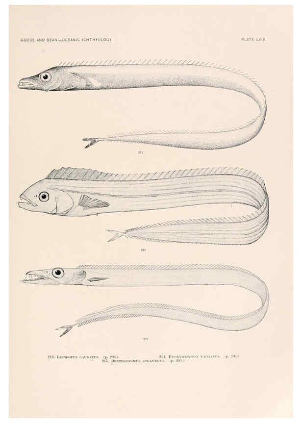 Reproducción/Reproduction 6441792707: Oceanic ichthyology. v.22 atlas. Cambridge, U.S.A. :Printed for the Museum,1896