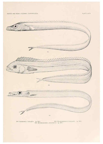 Reproducción/Reproduction 6441792707: Oceanic ichthyology. v.22 atlas. Cambridge, U.S.A. :Printed for the Museum,1896