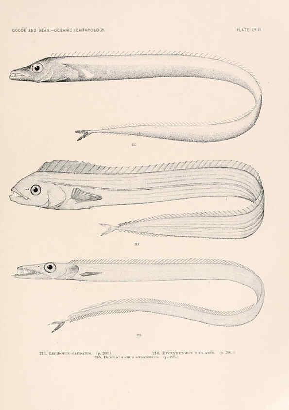 Reproducción/Reproduction 6441792707: Oceanic ichthyology. v.22 atlas. Cambridge, U.S.A. :Printed for the Museum,1896