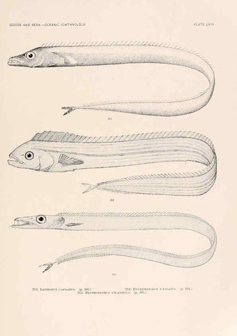 Reproducción/Reproduction 6441792707: Oceanic ichthyology. v.22 atlas. Cambridge, U.S.A. :Printed for the Museum,1896