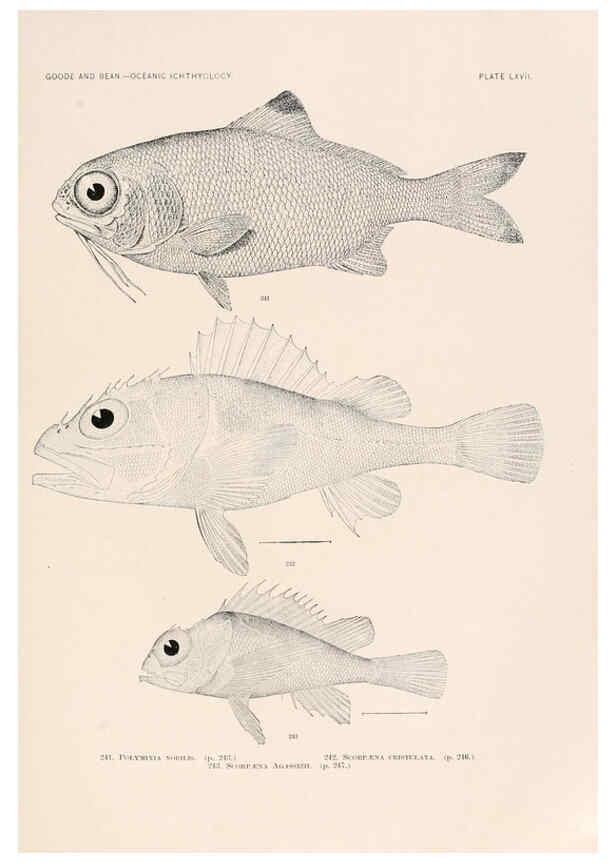 Reproducción/Reproduction 6441795777: Oceanic ichthyology. v.22 atlas. Cambridge, U.S.A. :Printed for the Museum,1896