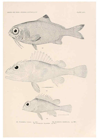 Reproducción/Reproduction 6441795777: Oceanic ichthyology. v.22 atlas. Cambridge, U.S.A. :Printed for the Museum,1896