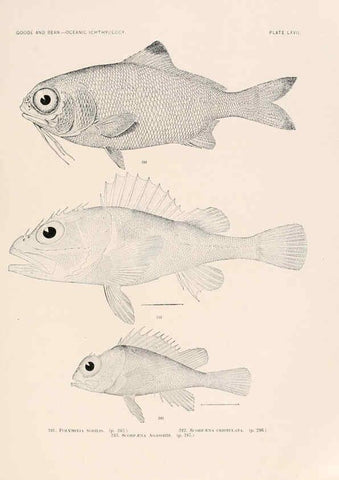 Reproducción/Reproduction 6441795777: Oceanic ichthyology. v.22 atlas. Cambridge, U.S.A. :Printed for the Museum,1896