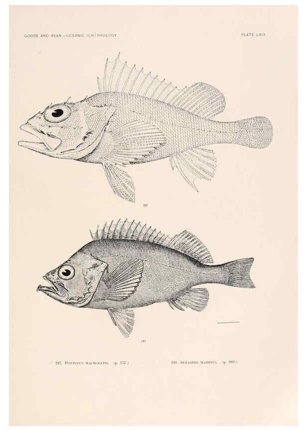 Reproducción/Reproduction 6441796459: Oceanic ichthyology. v.22 atlas. Cambridge, U.S.A. :Printed for the Museum,1896