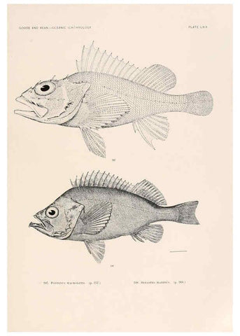 Reproducción/Reproduction 6441796459: Oceanic ichthyology. v.22 atlas. Cambridge, U.S.A. :Printed for the Museum,1896