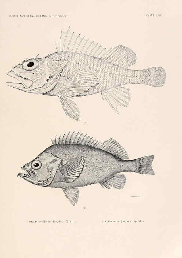 Reproducción/Reproduction 6441796459: Oceanic ichthyology. v.22 atlas. Cambridge, U.S.A. :Printed for the Museum,1896