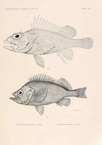 Reproducción/Reproduction 6441796459: Oceanic ichthyology. v.22 atlas. Cambridge, U.S.A. :Printed for the Museum,1896