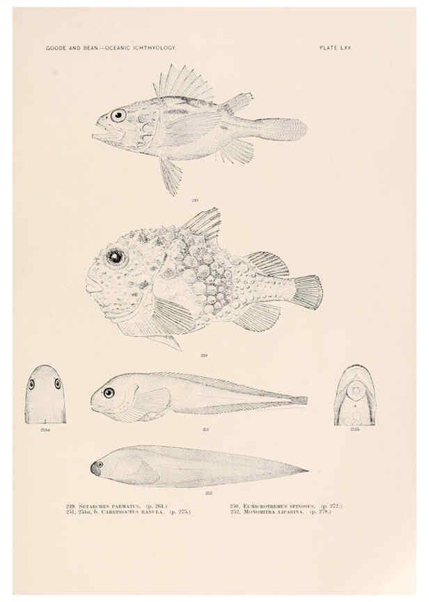 Reproducción/Reproduction 6441796797: Oceanic ichthyology. v.22 atlas. Cambridge, U.S.A. :Printed for the Museum,1896