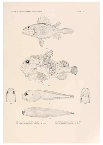 Reproducción/Reproduction 6441796797: Oceanic ichthyology. v.22 atlas. Cambridge, U.S.A. :Printed for the Museum,1896
