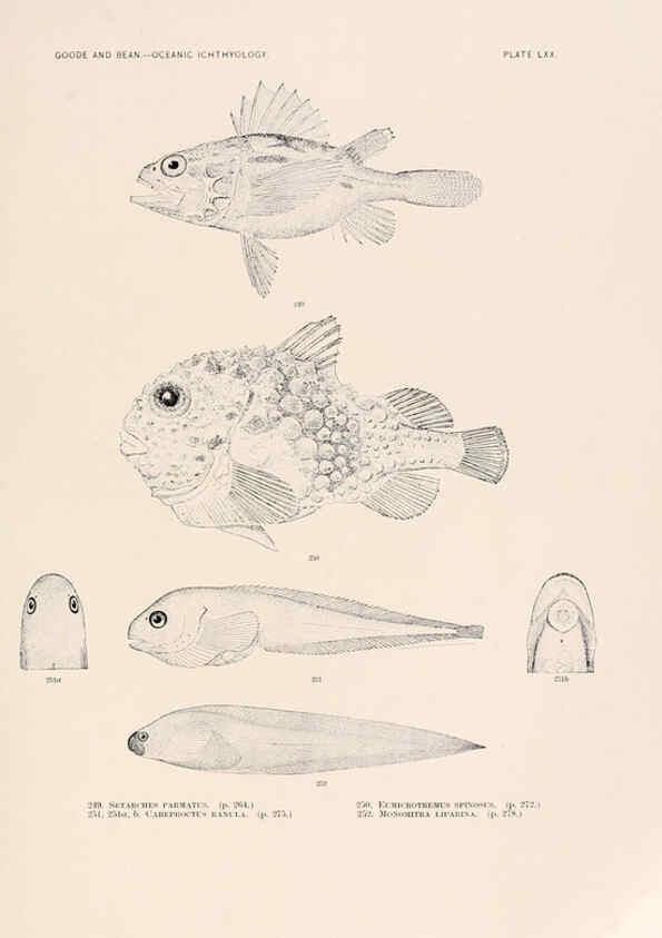 Reproducción/Reproduction 6441796797: Oceanic ichthyology. v.22 atlas. Cambridge, U.S.A. :Printed for the Museum,1896