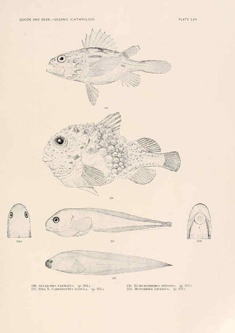 Reproducción/Reproduction 6441796797: Oceanic ichthyology. v.22 atlas. Cambridge, U.S.A. :Printed for the Museum,1896