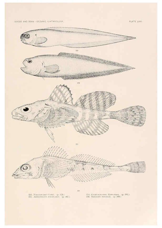 Reproducción/Reproduction 6441797323: Oceanic ichthyology. v.22 atlas. Cambridge, U.S.A. :Printed for the Museum,1896
