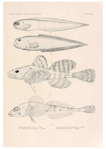 Reproducción/Reproduction 6441797323: Oceanic ichthyology. v.22 atlas. Cambridge, U.S.A. :Printed for the Museum,1896