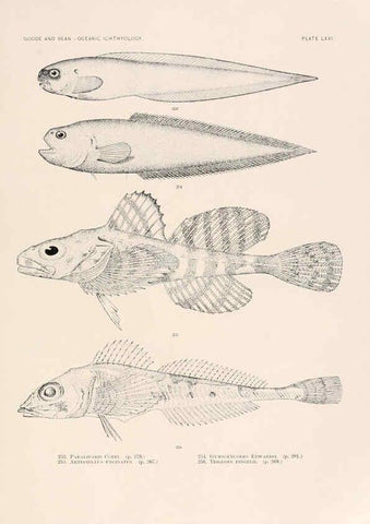 Reproducción/Reproduction 6441797323: Oceanic ichthyology. v.22 atlas. Cambridge, U.S.A. :Printed for the Museum,1896