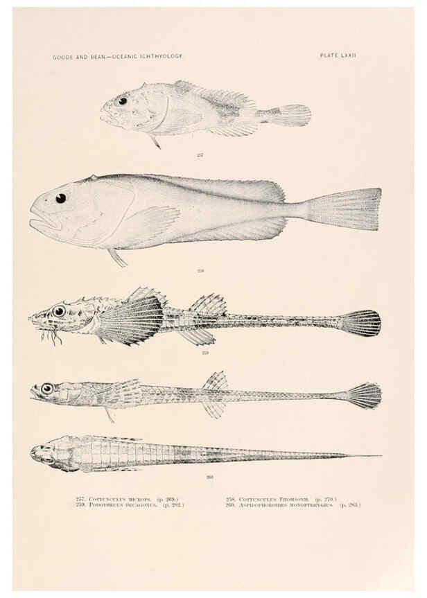 Reproducción/Reproduction 6441797647: Oceanic ichthyology. v.22 atlas. Cambridge, U.S.A. :Printed for the Museum,1896