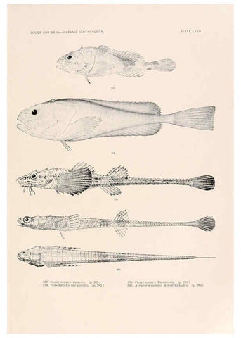 Reproducción/Reproduction 6441797647: Oceanic ichthyology. v.22 atlas. Cambridge, U.S.A. :Printed for the Museum,1896