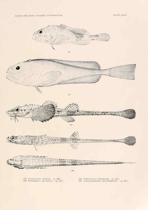 Reproducción/Reproduction 6441797647: Oceanic ichthyology. v.22 atlas. Cambridge, U.S.A. :Printed for the Museum,1896