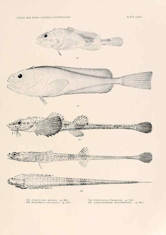 Reproducción/Reproduction 6441797647: Oceanic ichthyology. v.22 atlas. Cambridge, U.S.A. :Printed for the Museum,1896
