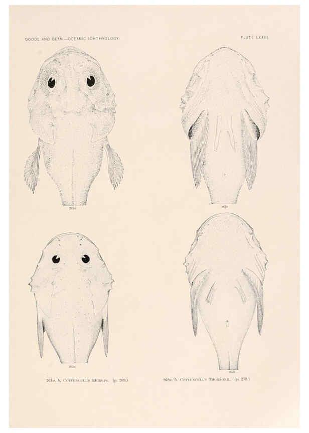 Reproducción/Reproduction 6441798185: Oceanic ichthyology. v.22 atlas. Cambridge, U.S.A. :Printed for the Museum,1896