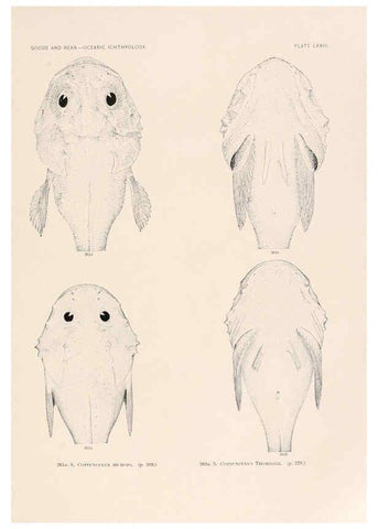 Reproducción/Reproduction 6441798185: Oceanic ichthyology. v.22 atlas. Cambridge, U.S.A. :Printed for the Museum,1896