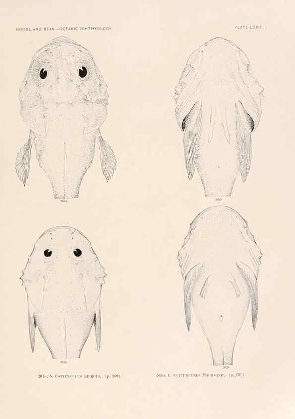 Reproducción/Reproduction 6441798185: Oceanic ichthyology. v.22 atlas. Cambridge, U.S.A. :Printed for the Museum,1896