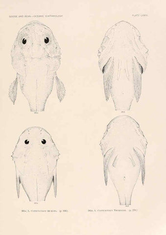 Reproducción/Reproduction 6441798185: Oceanic ichthyology. v.22 atlas. Cambridge, U.S.A. :Printed for the Museum,1896