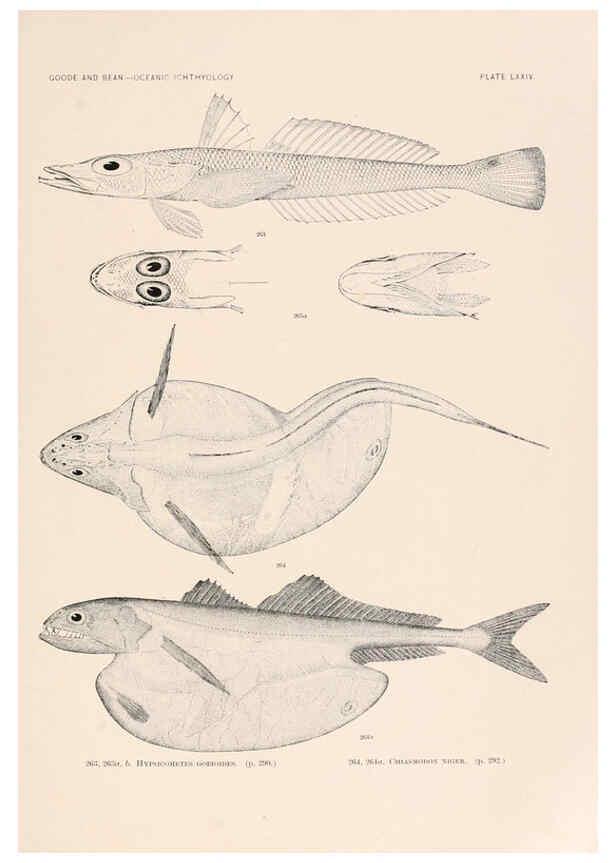 Reproducción/Reproduction 6441798497: Oceanic ichthyology. v.22 atlas. Cambridge, U.S.A. :Printed for the Museum,1896