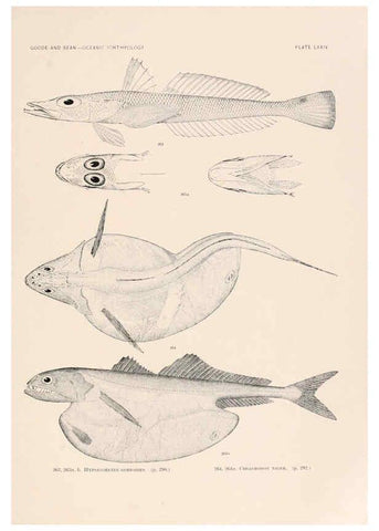 Reproducción/Reproduction 6441798497: Oceanic ichthyology. v.22 atlas. Cambridge, U.S.A. :Printed for the Museum,1896