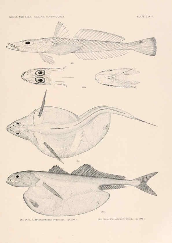 Reproducción/Reproduction 6441798497: Oceanic ichthyology. v.22 atlas. Cambridge, U.S.A. :Printed for the Museum,1896