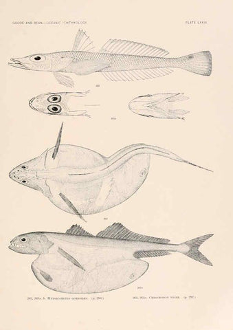 Reproducción/Reproduction 6441798497: Oceanic ichthyology. v.22 atlas. Cambridge, U.S.A. :Printed for the Museum,1896