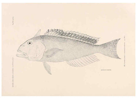 Reproducción/Reproduction 6441798829: Oceanic ichthyology. v.22 atlas. Cambridge, U.S.A. :Printed for the Museum,1896