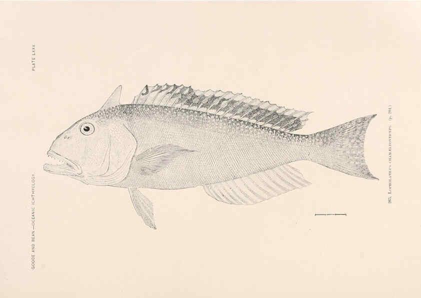Reproducción/Reproduction 6441798829: Oceanic ichthyology. v.22 atlas. Cambridge, U.S.A. :Printed for the Museum,1896