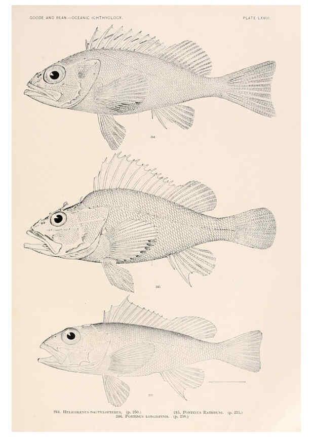 Reproducción/Reproduction 6441796129: Oceanic ichthyology. v.22 atlas. Cambridge, U.S.A. :Printed for the Museum,1896