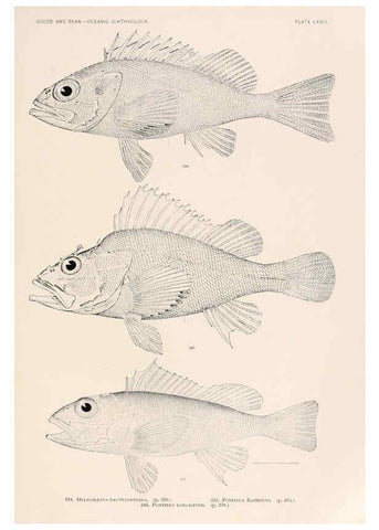 Reproducción/Reproduction 6441796129: Oceanic ichthyology. v.22 atlas. Cambridge, U.S.A. :Printed for the Museum,1896
