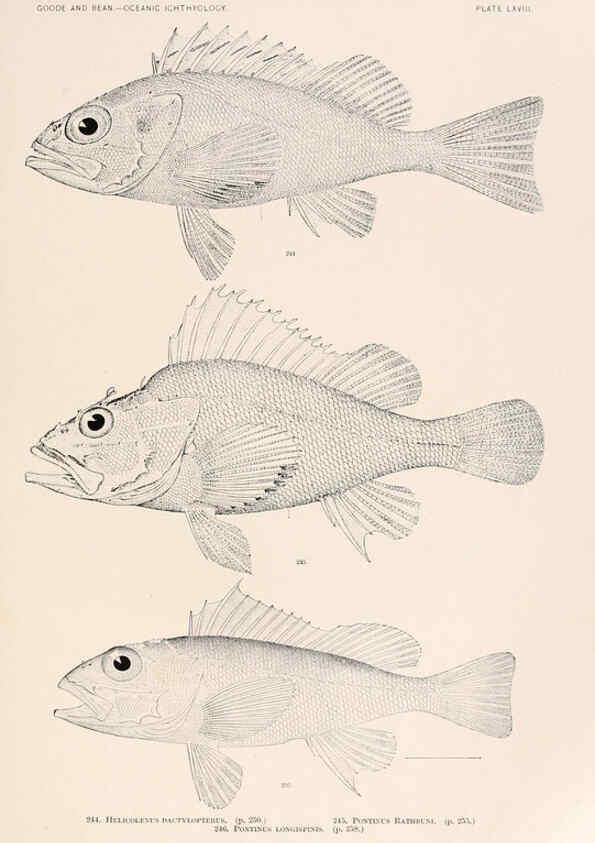 Reproducción/Reproduction 6441796129: Oceanic ichthyology. v.22 atlas. Cambridge, U.S.A. :Printed for the Museum,1896