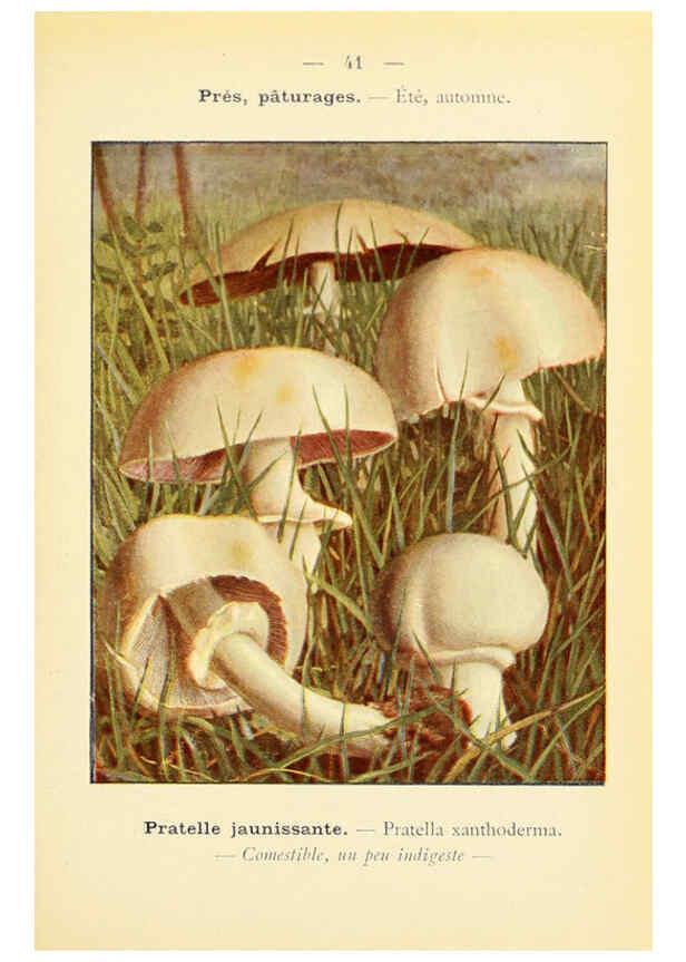 Reproducción/Reproduction 6459642223: Nouvel atlas de poche des champignons comestibles et vénéneux. v.1. Paris,Léon Lhome,1911-1912
