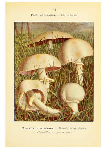 Reproducción/Reproduction 6459642223: Nouvel atlas de poche des champignons comestibles et vénéneux. v.1. Paris,Léon Lhome,1911-1912